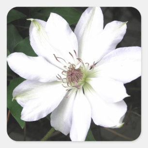 Sticker Carré Belles Fleurs de Clematis Blanches
