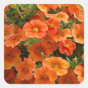 Sticker Carré Belles fleurs de pétunia orange