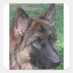 Sticker Carré berger allemand