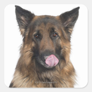 Sticker Carré Berger allemand