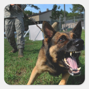 Sticker Carré Berger allemand aboiant