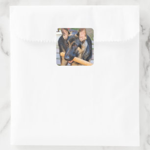Sticker Carré berger allemand par Shirley Taylor