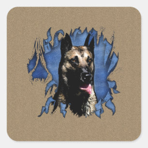 Sticker Carré Berger belge - Malinois