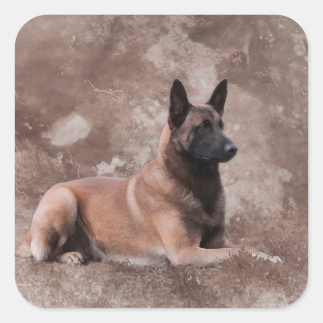 Sticker Carré Berger belge malinois - Mechelaar (Devant)