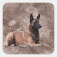Berger belge malinois - Mechelaar