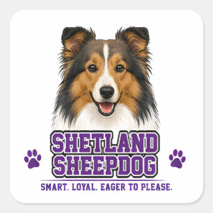 Sticker Carré 🐾 Berger des Shetland 🐾