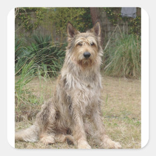 Sticker Carré Berger_Picard assis 2