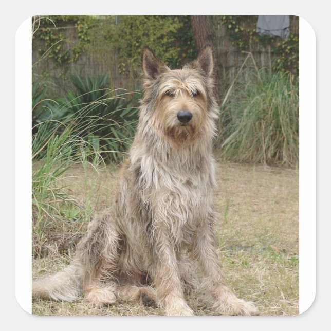 Sticker Carré Berger_Picard assis 2 (Devant)