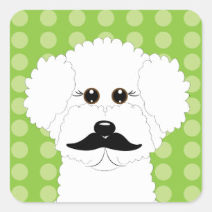 Sticker Carré Bichon Frise avec Moustache