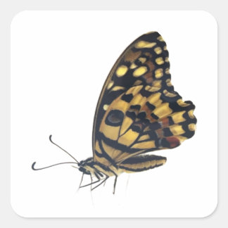 Sticker Carré Big butterfly,