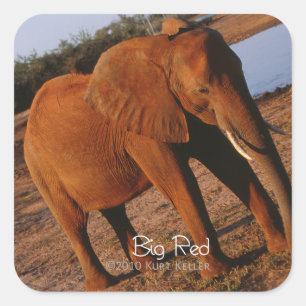 Sticker Carré Big Red