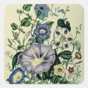 Sticker Carré Bindweed, assiette 26 de 'Les Dames