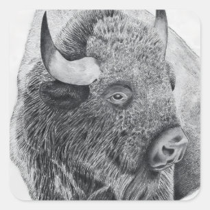 Sticker Carré Bison d'Amérique