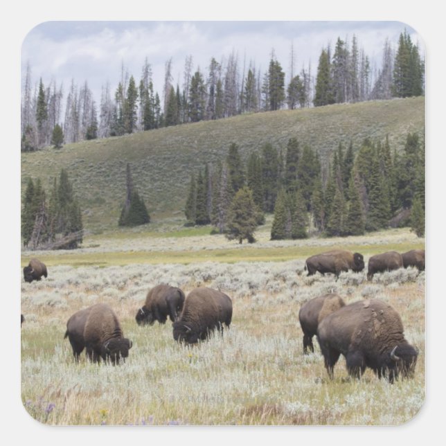 Sticker Carré Bison dans la vallée Hayden de Yellowstone (Devant)