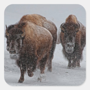 Sticker Carré Bison de Yellowstone
