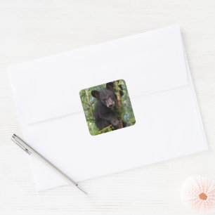 Sticker Carré Black Bear Cub Jouer dans les arbres