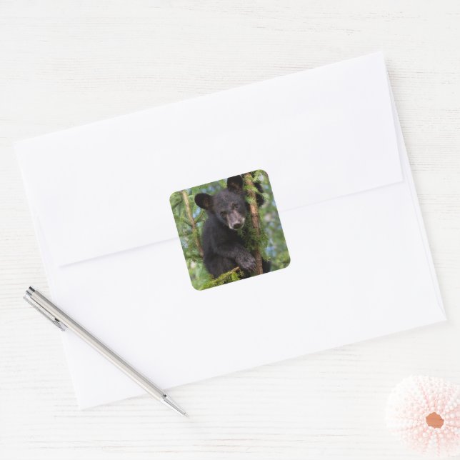 Sticker Carré Black Bear Cub Jouer dans les arbres (Enveloppe)