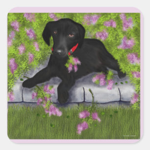 Sticker Carré Black Labrador,