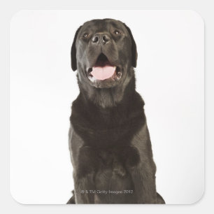 Sticker Carré Black Labrador (Canis familiaris), pantoufles,
