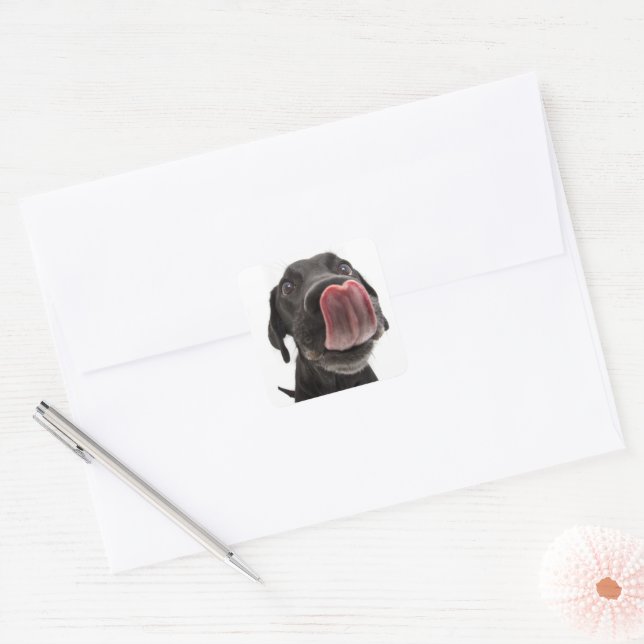 Sticker Carré Black Labrador Licking (Enveloppe)