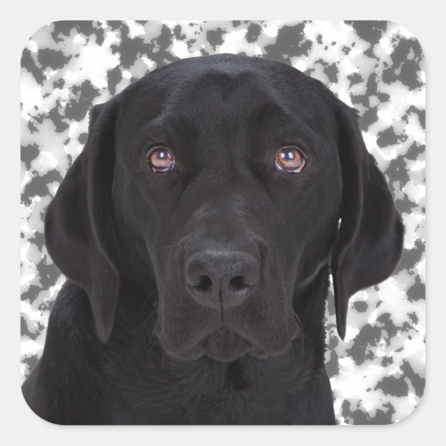 Sticker Carré Black Labrador Retriever (Devant)