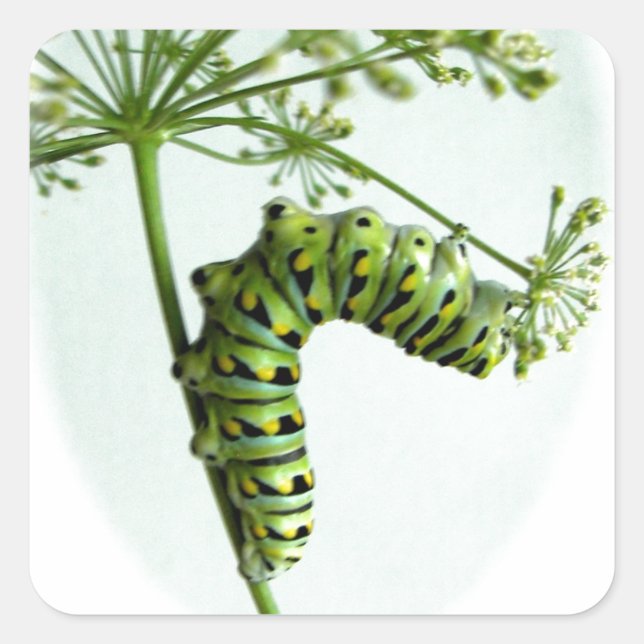 Sticker Carré Black Swallowtail Caterpillar mangeant du persil (Devant)