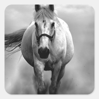 Sticker Carré Black White Runse Horse Freedom