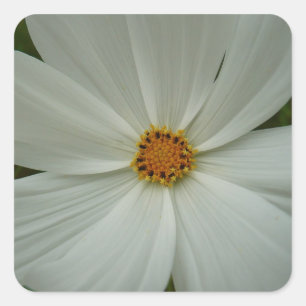 Sticker Carré Blanc Cosmos Fleur sauvage d'été Floral