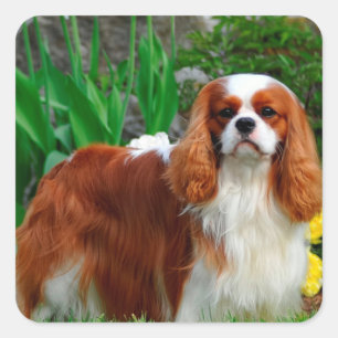 Sticker Carré Blenheim Cavalier King Charles Spaniel Chien Chien