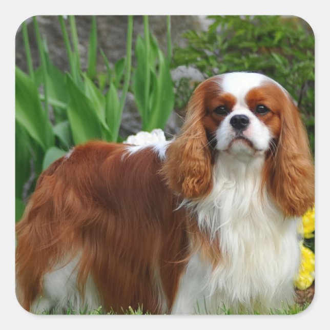 Sticker Carré Blenheim Cavalier King Charles Spaniel Chien Chien (Devant)