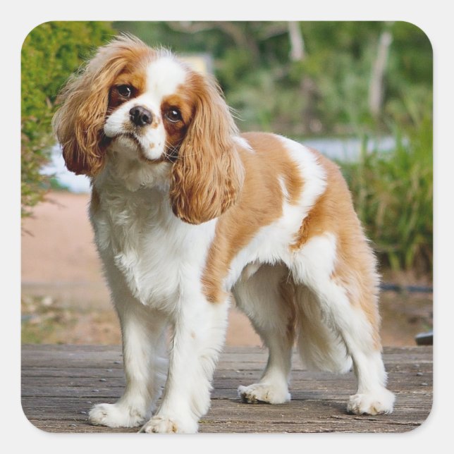 Sticker Carré Blenheim Cavalier King Charles Spaniel Chien Chien (Devant)