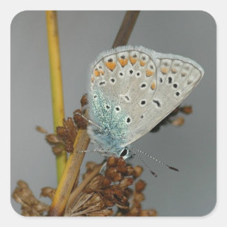 Sticker Carré Bleu blanc orange avec points noirs Papillon