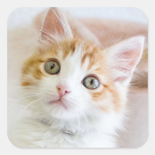 Sticker Carré Bleu doux Kitty Eyed (Devant)