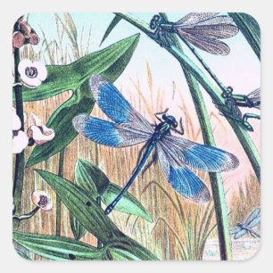 Sticker Carré Bleu libellule à l'étang illustration vintage