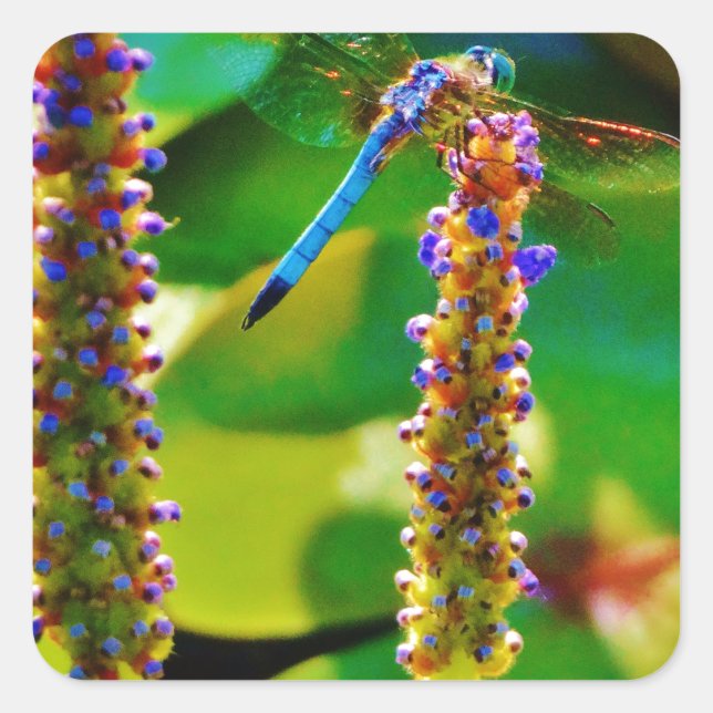 Sticker Carré Bleu libellule et fleurs (Devant)