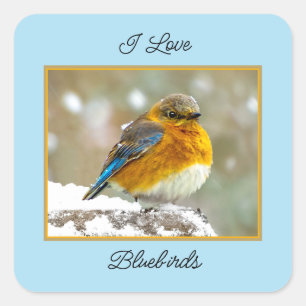 Sticker Carré Bleuet de l'Est en neige - Photo originale