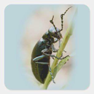 Sticker Carré Blister Beetle - Meloidae