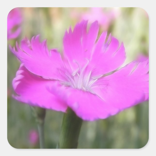 Sticker Carré Bloom Dianthus rose (Devant)