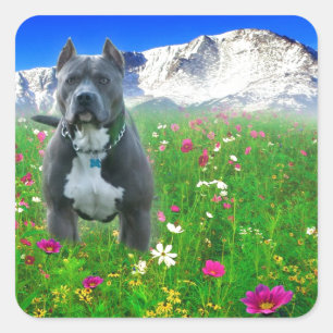 Sticker Carré Blue American Pit Bull Terrier, Pikes Peak