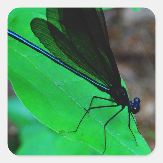 Sticker Carré Blue Damselfly on a green leaf. (Devant)