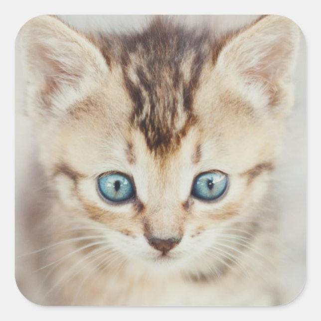 Sticker Carré Blue Eyed (Devant)