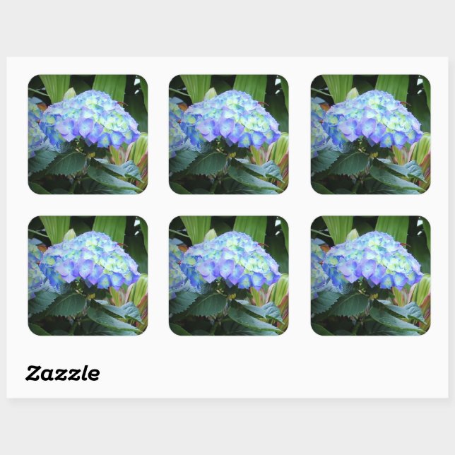 Sticker Carré Blue Hydrangeas Fleurs Floral Nature Photographie (Feuille)