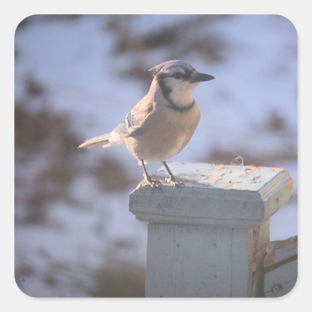 Sticker Carré Blue Jay (Devant)