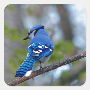 Sticker Carré Blue Jay