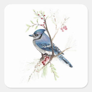 Sticker Carré Blue Jay Bird Berries