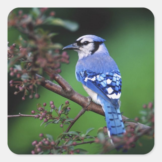 Sticker Carré Blue Jay, Cyaoncitta cristata (Devant)