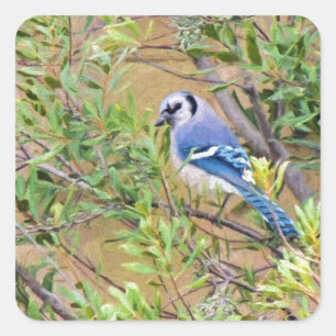 Sticker Carré Blue Jay sur Southern Wax Myrtle
