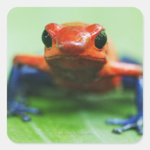 Sticker Carré Blue Jean Frog