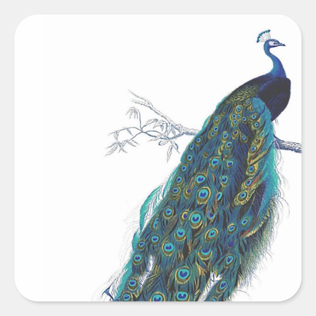 Sticker Carré Blue Peacock with beautiful tail feathers (Devant)