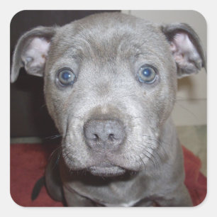 Sticker Carré Blue Staffordshire Bull Terrier Puppy